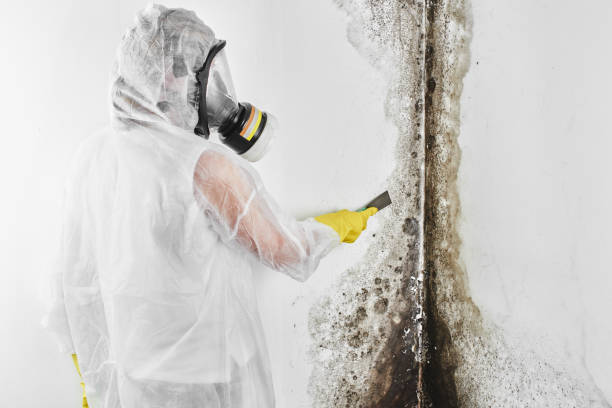 Best Residential Mold Removal  in Marienville, PA