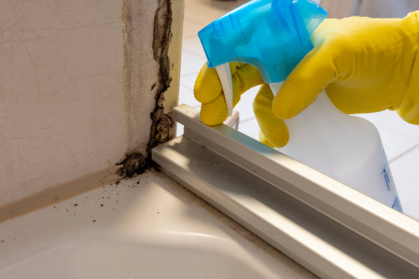 Best Mold Removal Process  in Marienville, PA