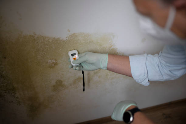 Best Emergency Mold Removal  in Marienville, PA