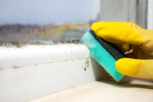 Mold Removal Process in Marienville, PA