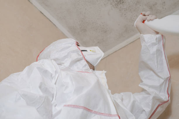 Best Toxic Mold Removal  in Marienville, PA