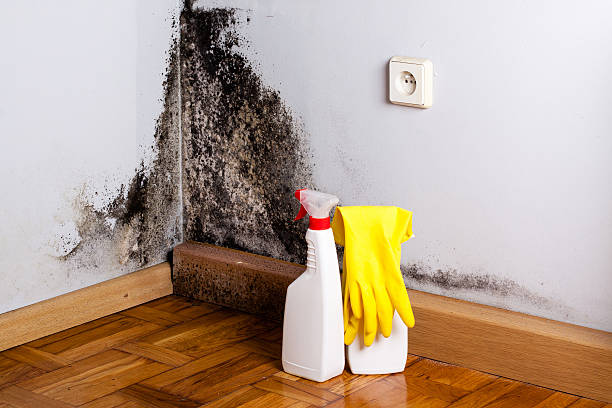 Best Black Mold Removal  in Marienville, PA
