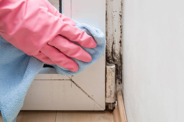 Mold Testing and Removal in Marienville, PA