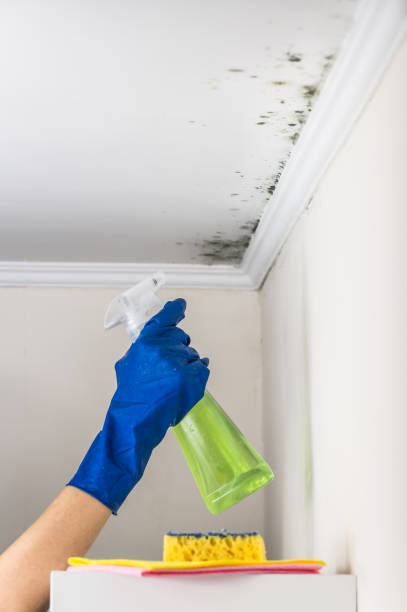Best Residential Mold Removal  in Marienville, PA